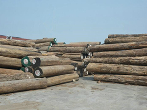 柚木 Teak wood （Tectona Grandis L.f.）