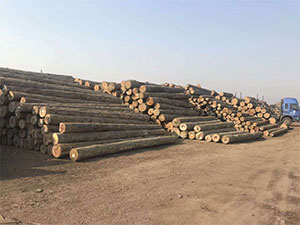 辐射松 Radiata pine （Pinups radiata D.Don）