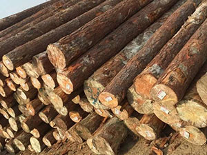 南方松木Southern yellow pine（Pinus spp）